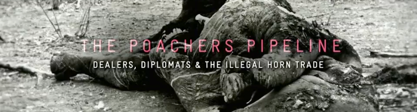 The Poachers Pipeline – Al Jazeera Investigates